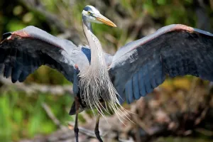 One Animal Only Prints: A Great Blue Heron Stretches its Wings in Preparation for Flight
