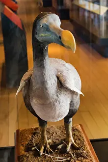 Extinct Prints: Great Britain, Scotland, Edinburgh, The National Museum of Scotland, Exhibit of Dodo Bird