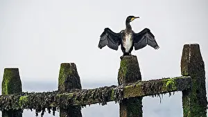 Natural Habitat Prints: Great Cormorant (Phalacrocorax carbo)