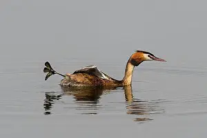Greece Prints: Great crested grebe (Podiceps cristatus)