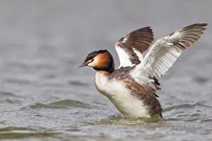 Wing Prints: Great Crested Grebe (Podiceps cristatus) adult
