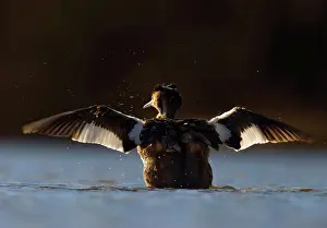 Wing Prints: Great Crested Grebe (Podiceps cristatus) adult