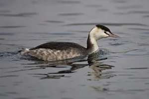 Broad Prints: Great Crested Grebe (Podiceps cristatus) adult