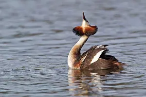 Courting Prints: Great Crested Grebe (Podiceps cristatus) adult