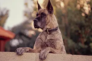 Pure Breed Prints: Great Dane with cropped ears on fence