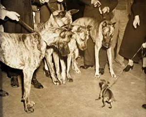 Staring Prints: Four Great Danes and a Miniature Pinscher standing face to face, 1937