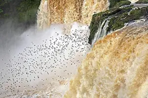 Urban Environment Prints: Great dusky swifts flying at Saltos del Monday Falls in Municipal Park Monday near Ciudad del Este