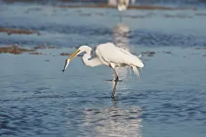 Wading Prints: Great Egret (Ardea alba) catching fish, Aransas Bay, Rockport, Refugio County, Texas, USA