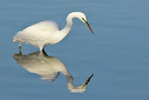 Refuge Prints: Great Egret Ardea alba fishing at Bolsa Chica Refuge California