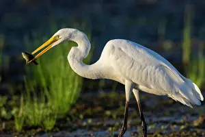 Wading Prints: Great Egret (Ardea alba) fishing in wetland Marion County, Illinois