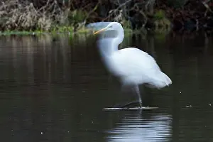 Feed Prints: Great egret (Ardea alba) foraging in water, motion blur, Hesse, Germany, Europe