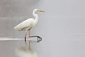 Snowing Prints: Great Egret (Ardea alba) wading through water during snowfall