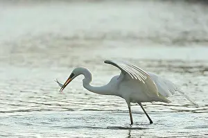 Free Standing Prints: Great Egret (Casmerodius albus)