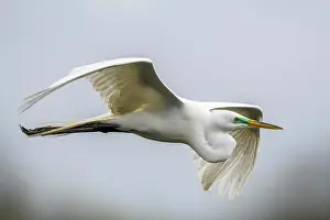 Solitary Prints: Great egret (Casmerodius albus)