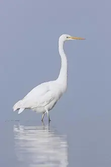 Misty Mood Prints: Great egret, common egret, great white egret (Egretta alba) fishing in shallow water of lake in early morning fog