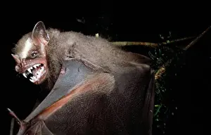 Animal Prints: great fruit-eating bat artibeus lituratus rainforest of parana, brazil