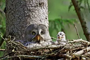 Owls Prints: Great Grey owl with squabs in the nest, Strix nebulosa