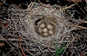 Eggs Prints: Great Grey Shrike (Lanius excubitor) six eggs in nest