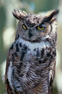 Adult Animal Prints: Great Horned Owl