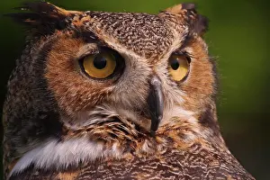 Horned Prints: Great Horned Owl, Bubo virginianus