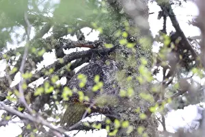 Braune Prints: Great Horned Owl Newfoundland Kanada Great Horned Owl Newfoundland Kanada Copyright: xZoonar