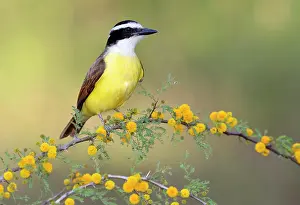 Perch Prints: Great Kiskadee, Pitangus sulphuratus, Rio Grande Valley, Texas