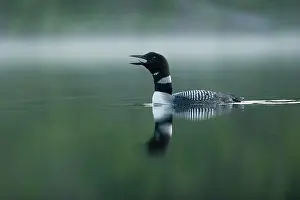 Quebec Prints: Great Northern Diver, Gavia immer, Quebec, Canada