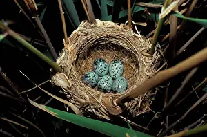 Songbird Prints: Great Reed Warbler (Acrocephalus arundinaceus) Eggs in nest