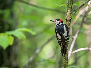 Bill Prints: Great spotted woodpecker on a branch in green scenery