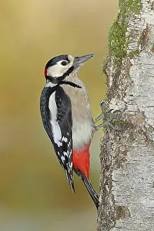 North Rhine Westphalia Prints: Great spotted woodpecker (Dendrocopos major)