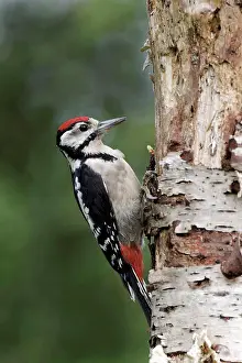 Immatures Prints: Great Spotted Woodpecker (Dendrocopos major) juvenile