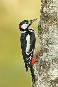 North Rhine Westphalia Prints: Great spotted woodpecker (Dendrocopos major) male on the trunk of a grey birch (Betula populifolia)
