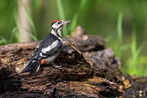 Natural Habitat Prints: Great spotted woodpecker (Dendrocopus major) juv. Hungary
