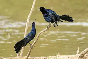 Diverse Prints: Great-tailed Grackle (Quiscalus mexicanus)