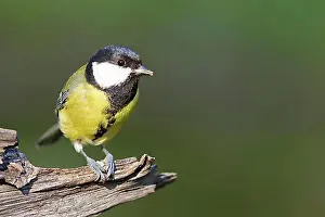 Branches Prints: Great Tit (Parus major) on a branch