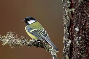 Cairngorms Prints: Great Tit (Parus major) perching on lichen covered branch