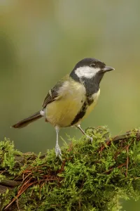 Great Tit Prints: Great Tit (Parus major) perching on moss covered branch