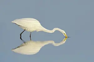 Great White Egret (Ardea alba, Casmerodius albus, Egretta alba) hunting, mirror image, Florida, USA, North America