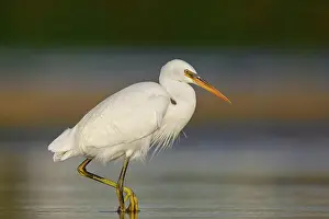 Osten Prints: Great White Egret, Western Reef Heron