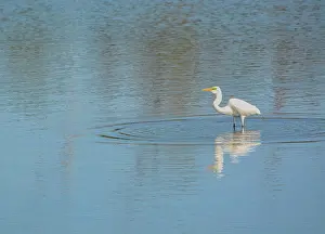 Amerika Prints: Great White Heron Great White Heron at Big Talbot Island State Park