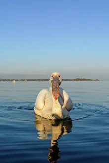 Safari Destination Prints: Great white pelican or eastern white pelican or rosy pelican or white pelican (Pelecanus onocrotalus)