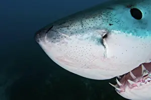 Marine Biology Prints: Great White Shark