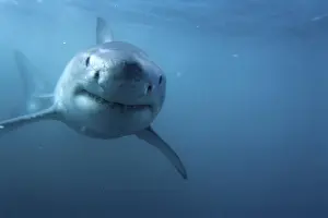 Dangerous Prints: Great White Shark