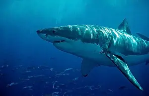 Extinction Prints: Great white shark, Carcharodon carcharias