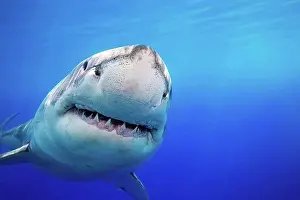 Animal Prints: Great White Shark (Carcharodon carcharias) was photographed off Guadalupe Island; Mexico