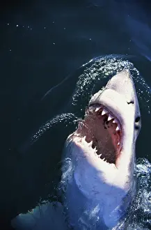 Animal Mouth Prints: Great White Shark with its mouth open