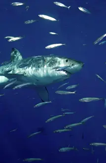 Great white shark in the wild