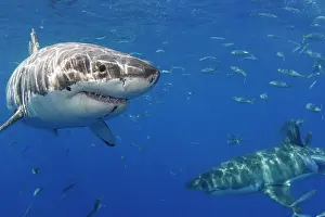 Imposing Prints: Two Great white sharks (Carcharodon carcharias) photographed off Guadalupe Island