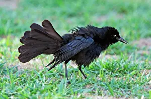 Tropical Prints: Greater Antillean Grackle (Quiscalus niger) adult
