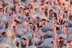 Animal Prints: Greater flamingoes (Phoenicopterus ruber) and Lesser flamingoes (Phoenicopterus minor)